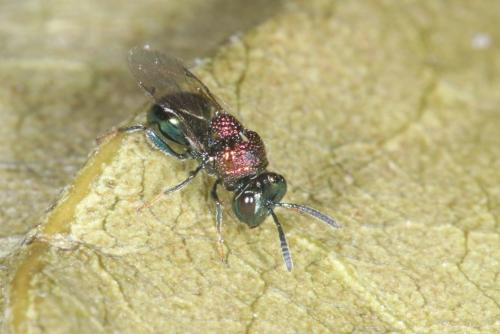 Réf. 365 887 : Perilampus sp.